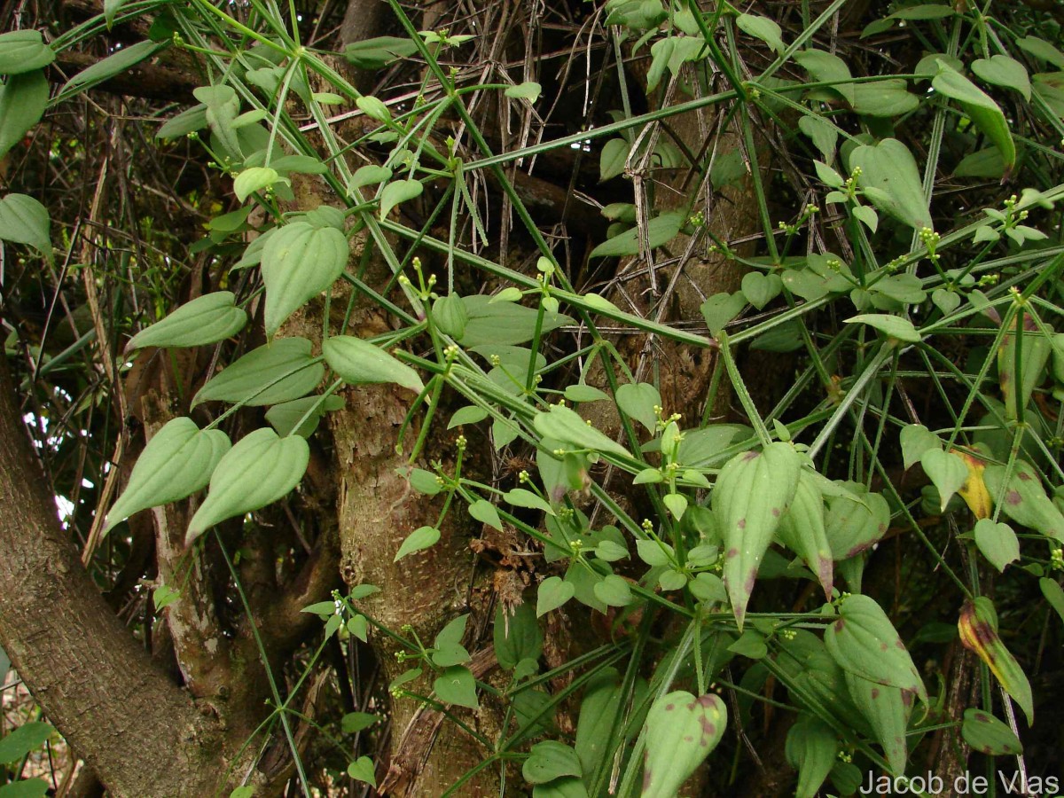 Rubia cordifolia L.